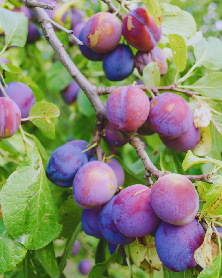 PRUNE BIO - Producatori din Romania