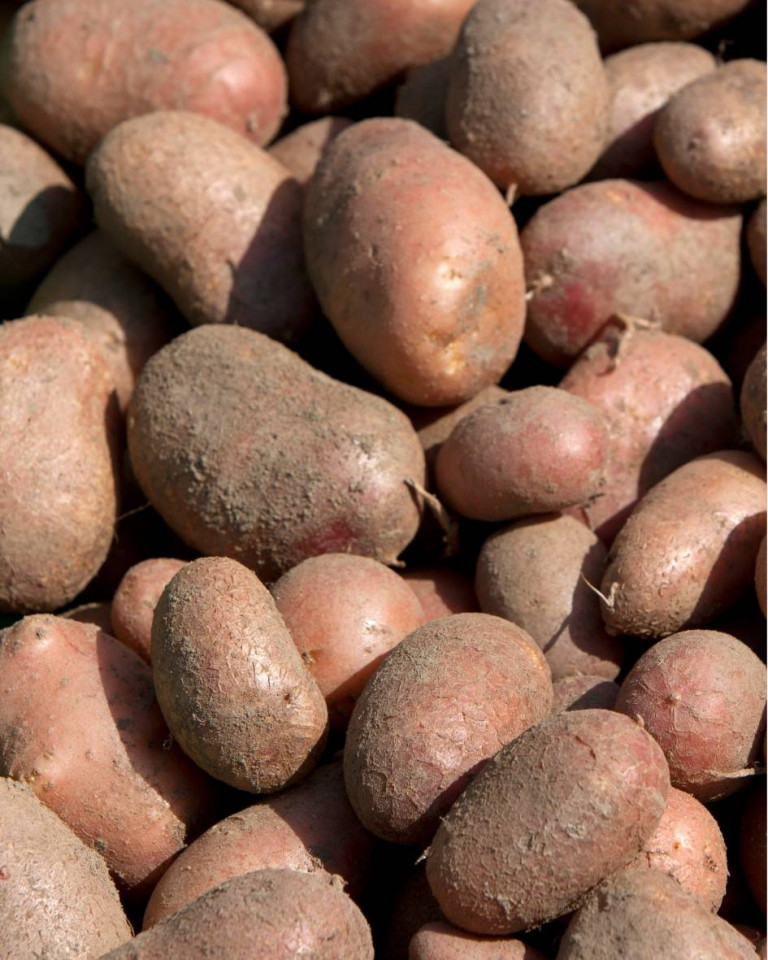 Cartofi rosii, ECO 1 kg