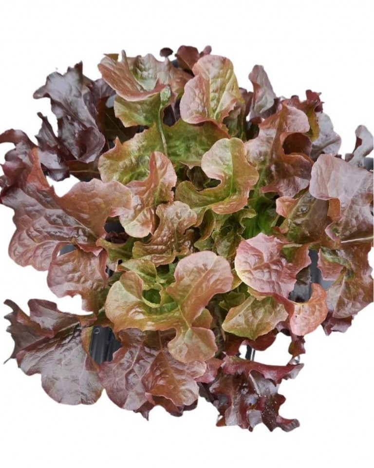 Salata rosie frunze, ECO 100g