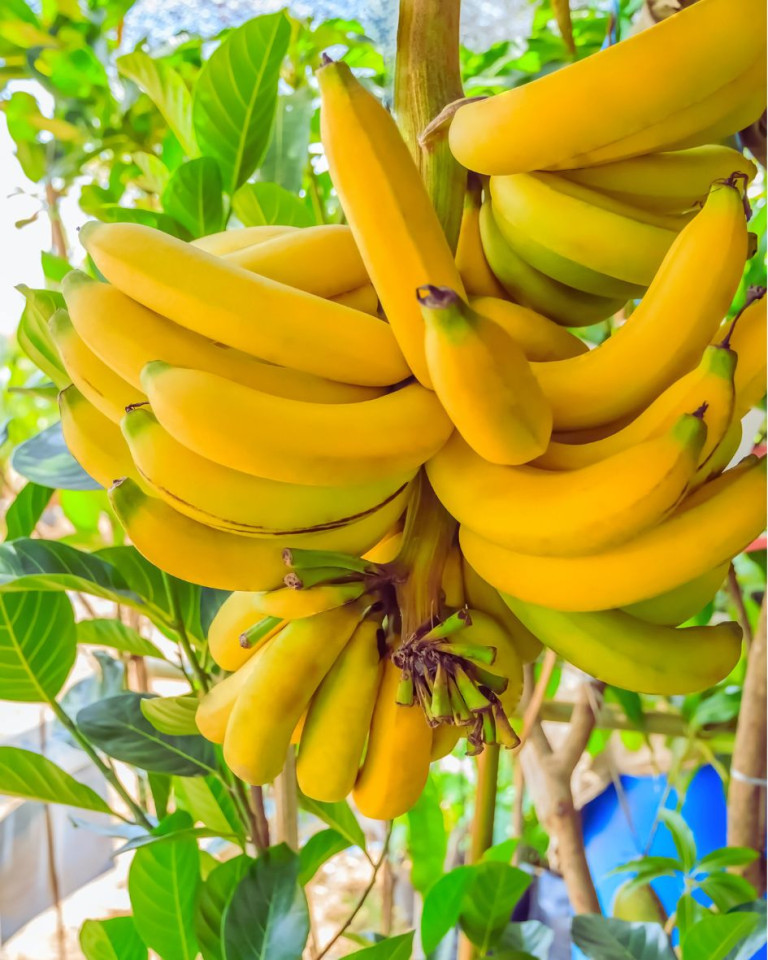 Banane BIO