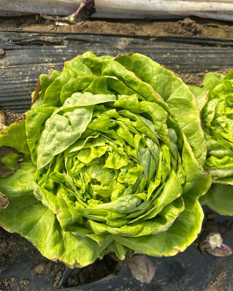 Salata verde, ECO, 1 buc (mica)