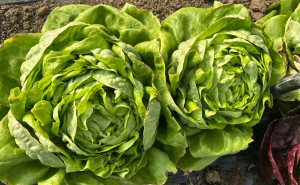 Salata verde, ECO, 1 buc