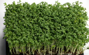 Creson proaspat, ECO, 20g