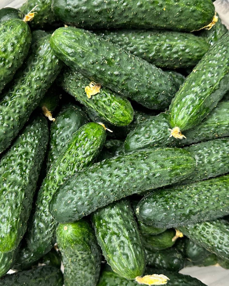Castraveti cornison, ECO, 1kg