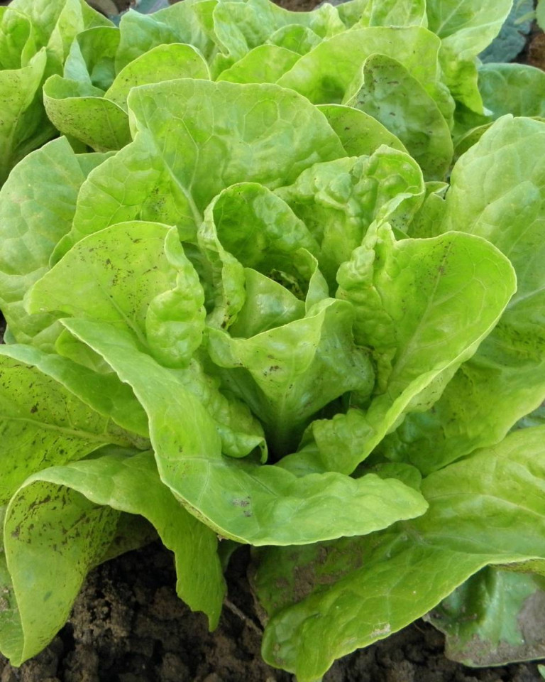 Salata, ECO, 1buc