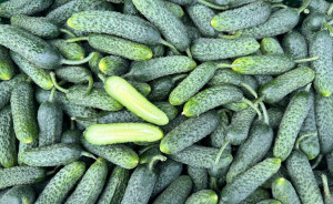 Castraveti cornison, ECO, 1kg