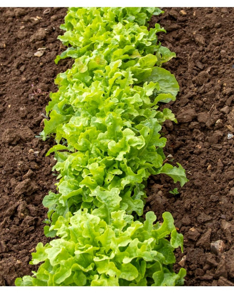 Salata Oak leaf, romanesca, ECO, 1 buc