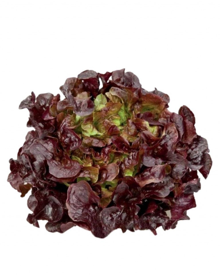 Salata Oak Leaf, rosie, romaneasca, ECO, 1 buc