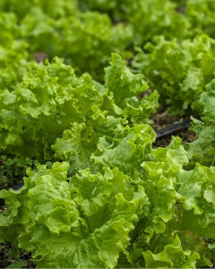 Salata creata, ECO, 1 buc (micuta)