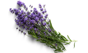 Lavanda, ECO, 1leg