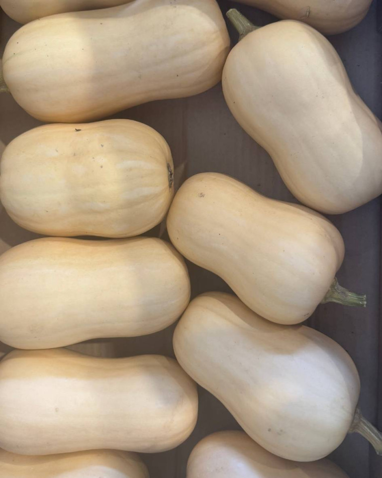 Dovleac Butternut, ECO, 1 buc