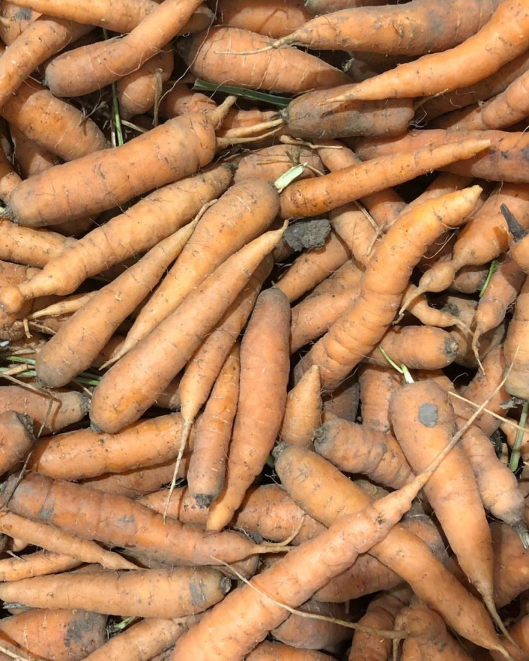 Morcovi Baby, ECO, 500g