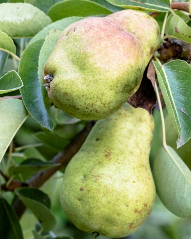 Pere Williams, ECO, min 600g