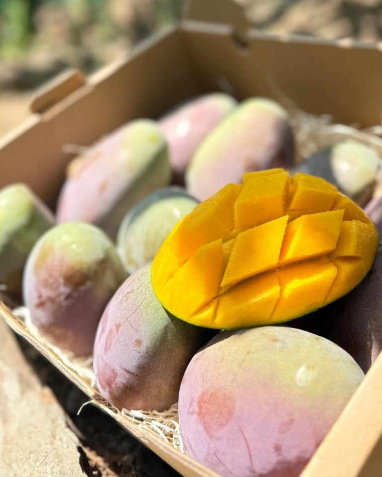 Mango Osteen, ECO, 1 buc