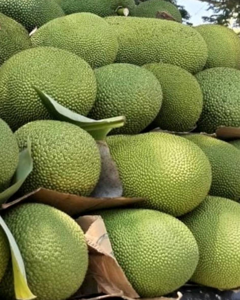 Jackfruit, 1buc aprox 6,5kg- PRECOMANDA