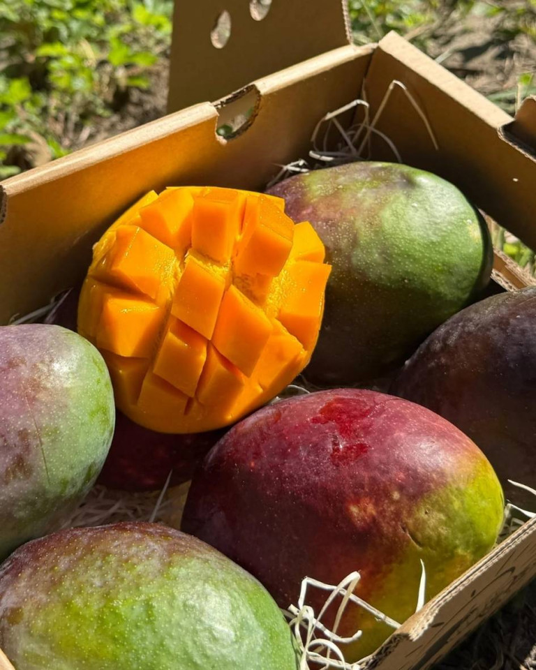 Mango Sensacion, ECO, 1buc (min 250g)