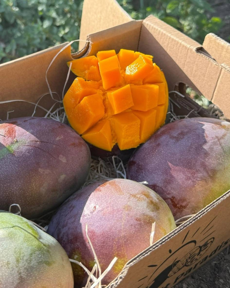 Mango Baby Kent, ECO, 3 buc