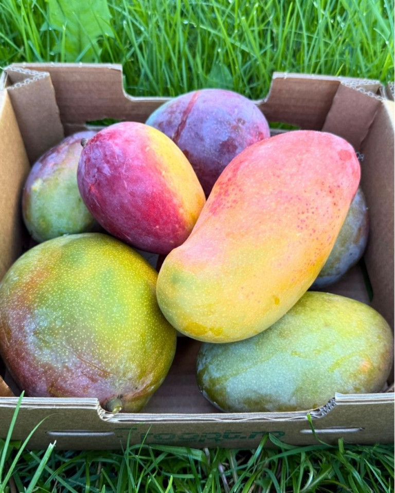 MIx de mango ECO, ladita min 3,5 kg