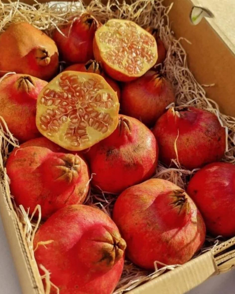 Rodii ACCO, ECO, 1buc