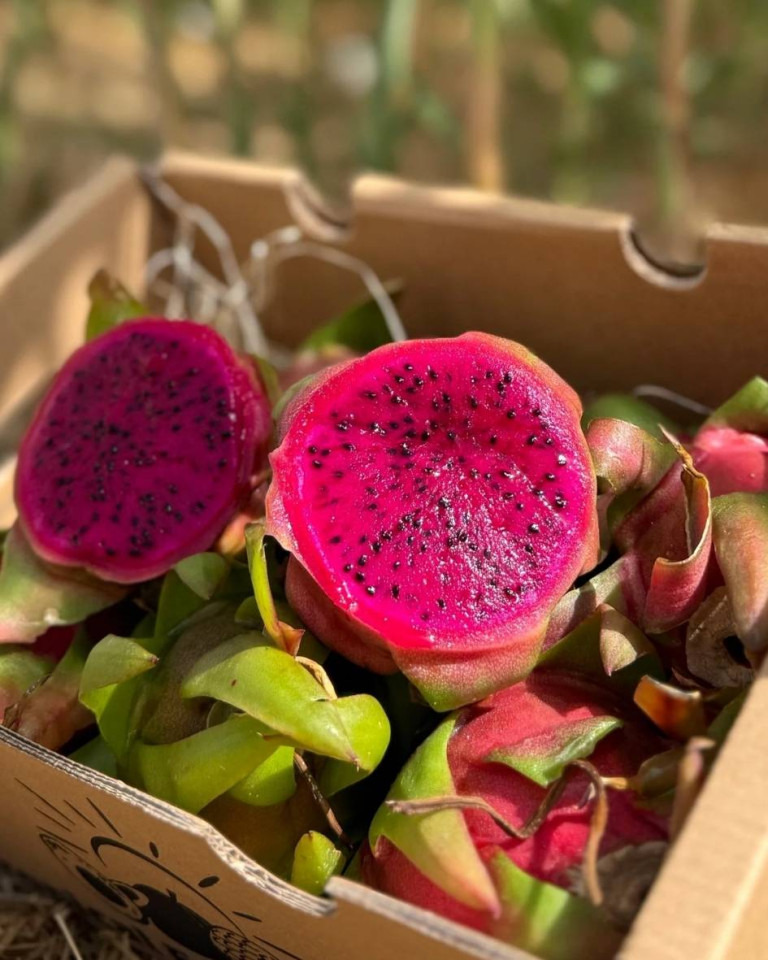 Fructul Dragonului rosu, 1buc