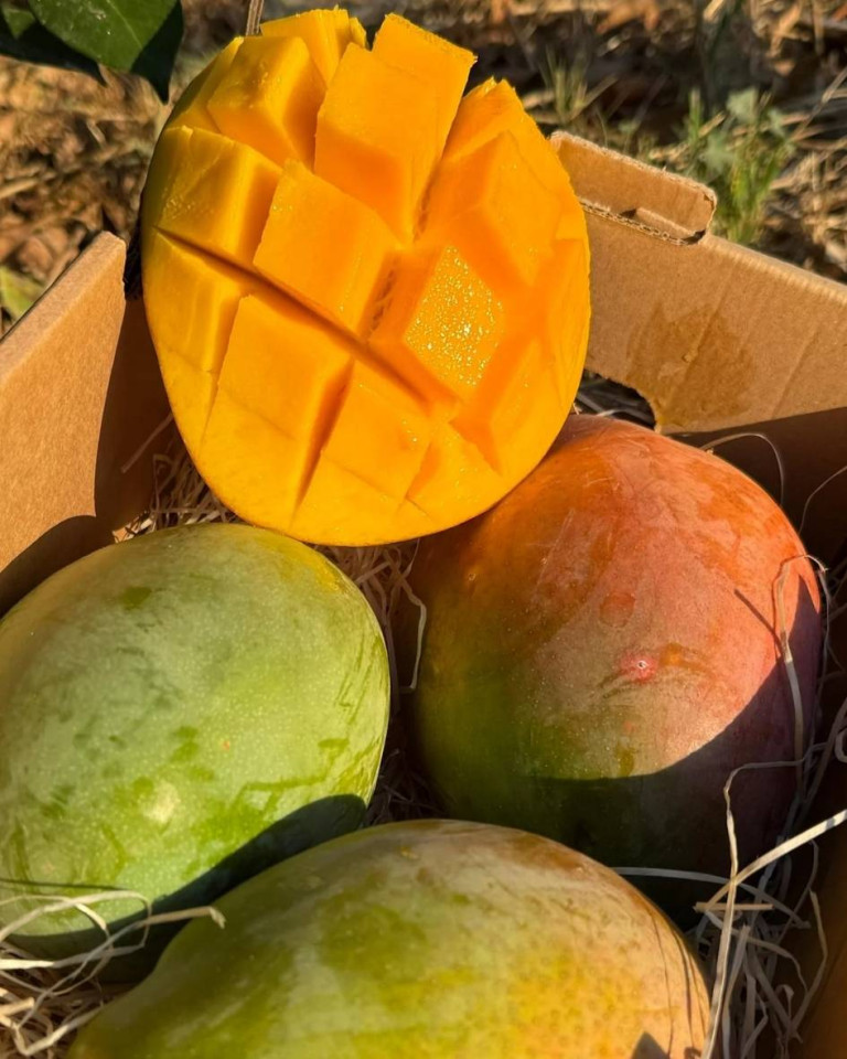 Mango Keitt, ECO, 1buc calibru mare (min 500g)