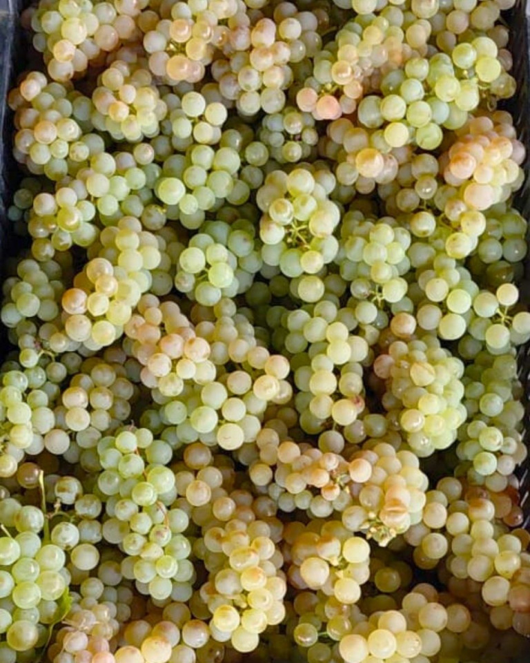 Struguri albi ceasla, ECO, 500g