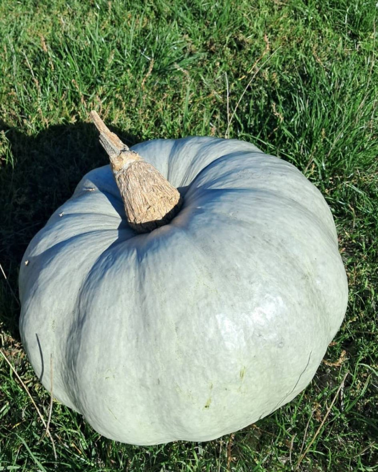 Dovleac romanesc de copt, ECO, 4-5 kg