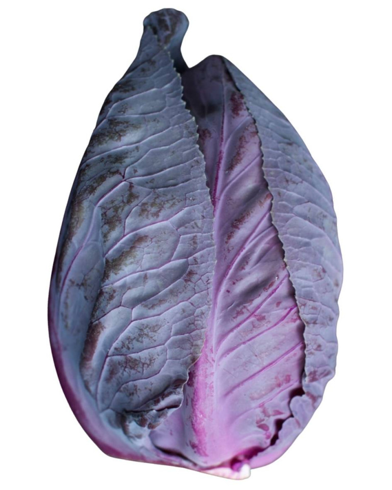 Varza conica rosie, ECO, 1buc