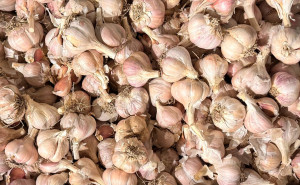 Usturoi rosu, de toamna, de Copalau, 200g