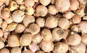 Usturoi romanesc de Copalau, BAIB, 150g