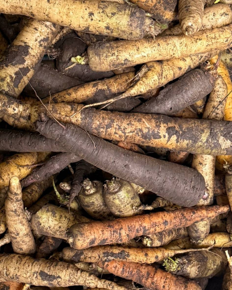 Morcovi colorati , ECO, 500g