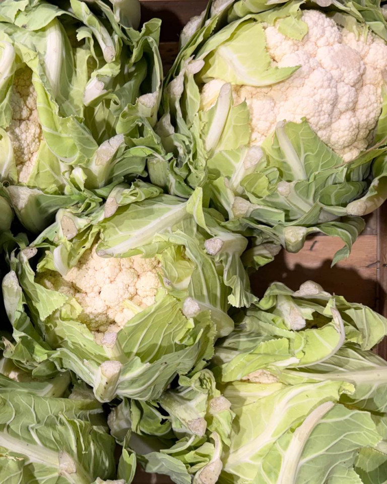 Conopida, ECO, 1 buc