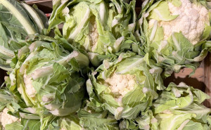 Conopida, ECO, 1 buc