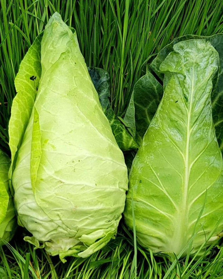 Varza conica, ECO, 1buc min 850g