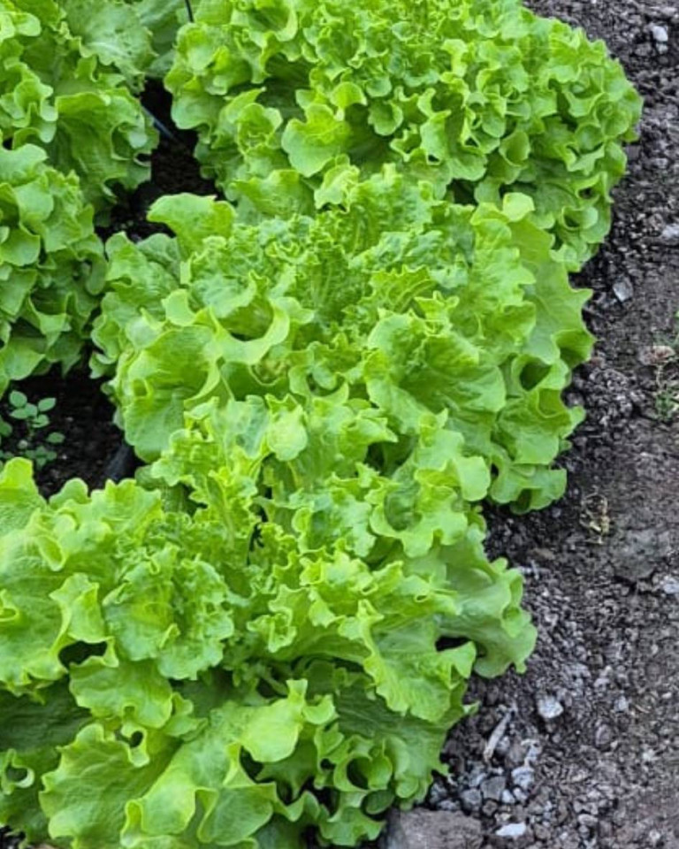 Salata creata, ECO, 1buc