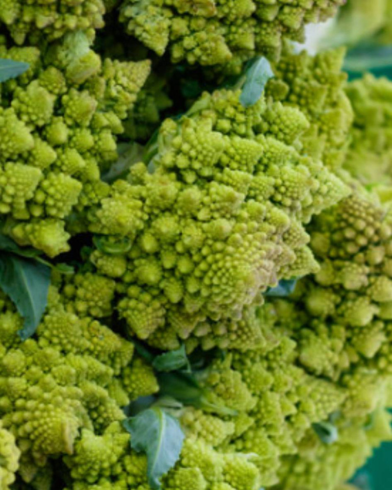 Conopida Romanesco, ECO, 1buc (SVM)