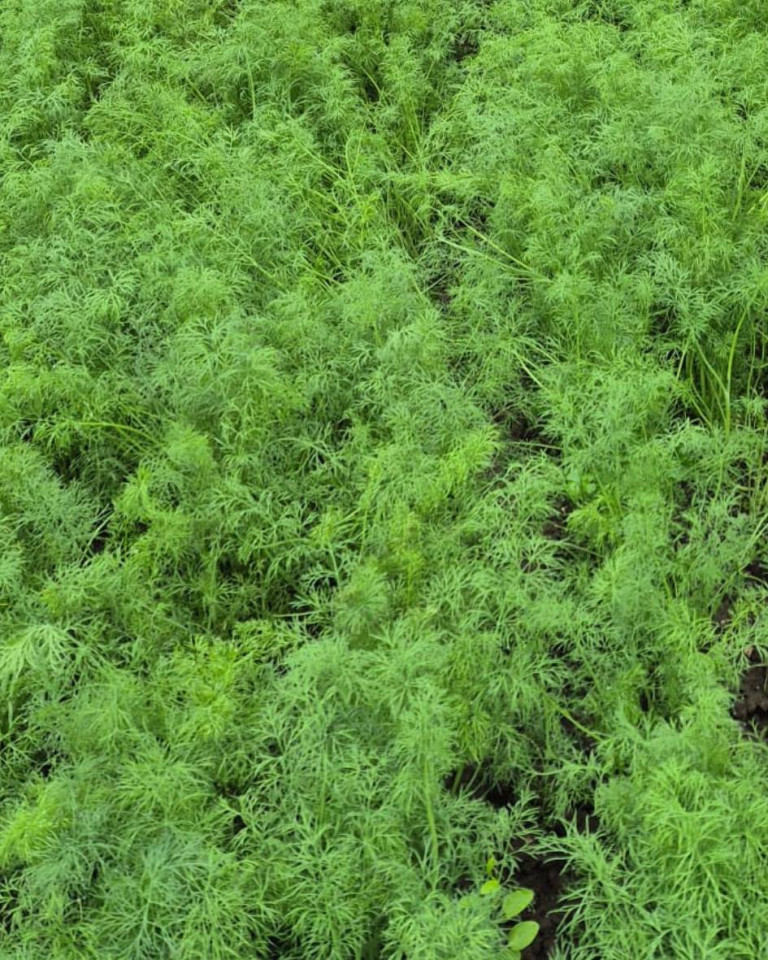 Marar, ECO, 1leg (30g)