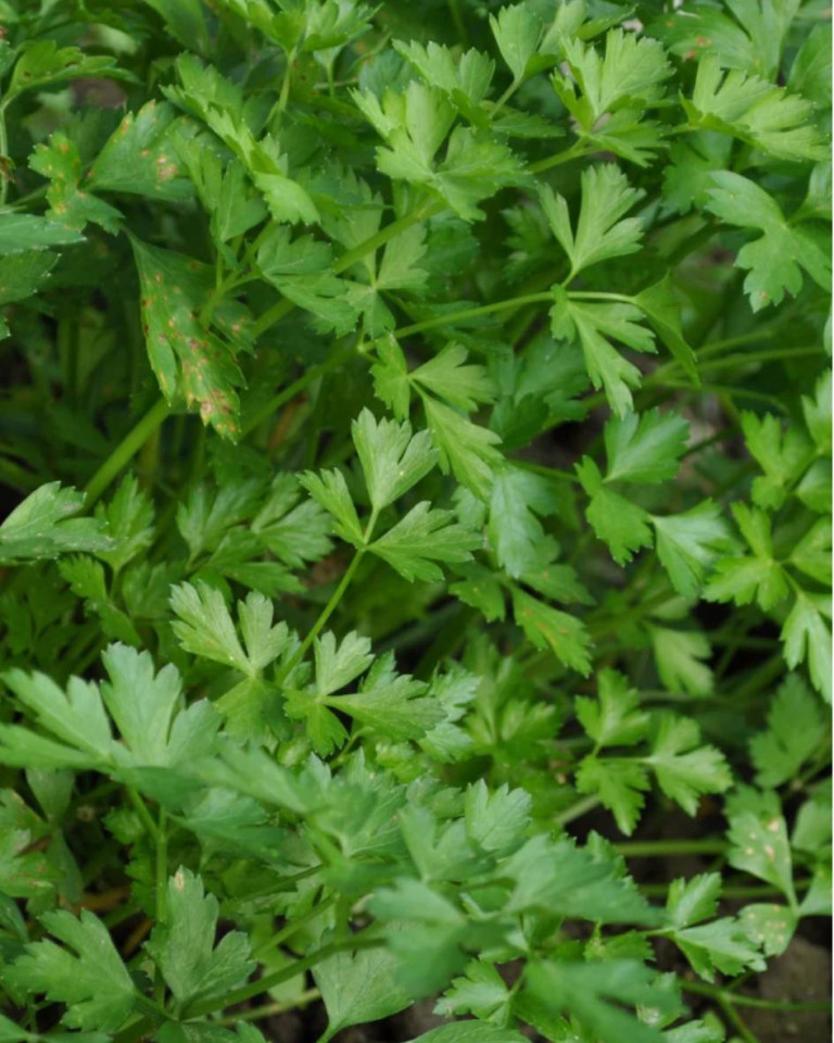 Patrunjel, ECO, 1leg