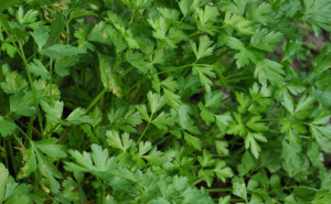 Patrunjel, ECO, 1leg