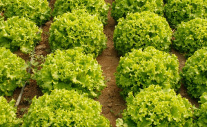 Salata creata, ECO, 1buc (mare)