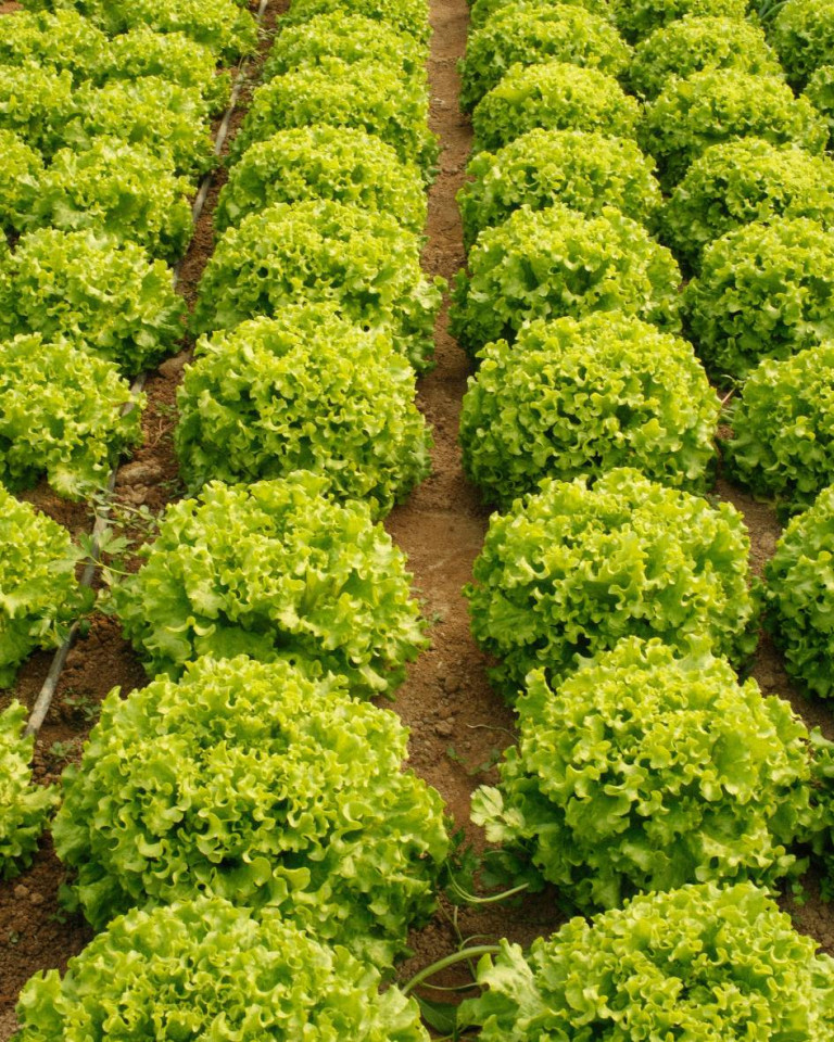 Salata creata, ECO, 1buc (mare)