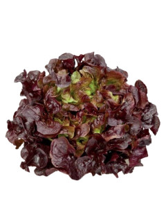 Salata rosie, ECO, 1 buc