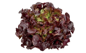 Salata rosie, ECO, 1 buc