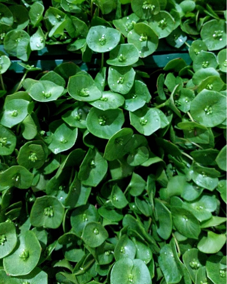 Iarba grasa, ECO, 100g