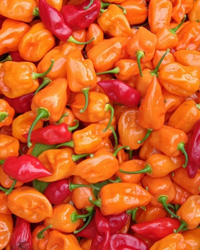 Ardei iute Habanero, ECO, 100g