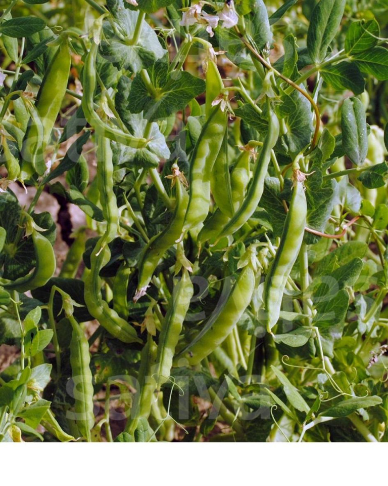 Mazare, ECO, 500g