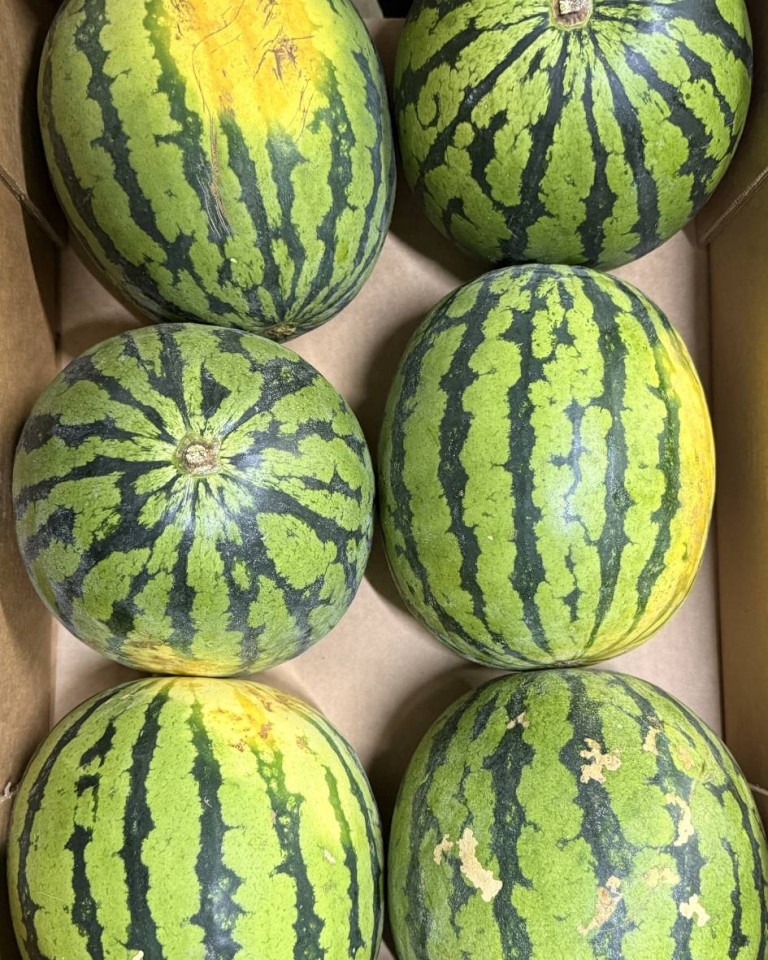 Pepene verde fara samburi, ECO, 1buc (min 3kg)