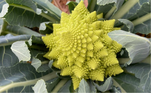 Conopida romanesco, ECO, 1 buc (aprox 1kg)