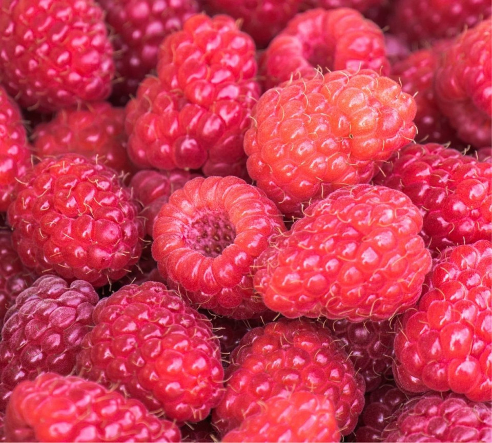 Zmeura nestropita
