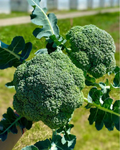 Broccoli romanesc, ECO, 1buc (aprox 400g)